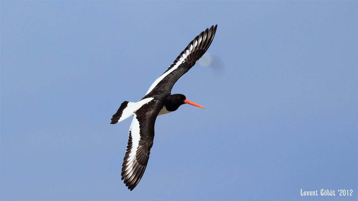 Eurasian Oystercatcher