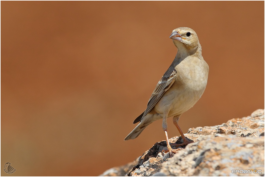 Pale Rockfinch