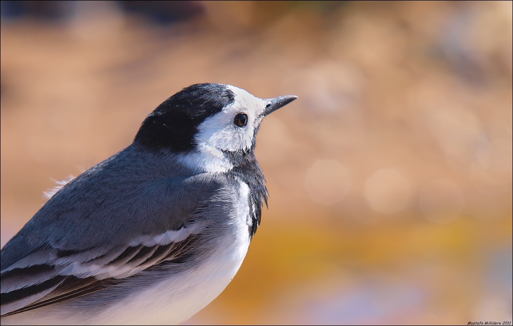 White Wagtail