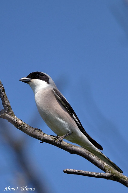 Lesser Grey Shrike
