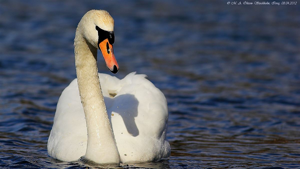 Mute Swan