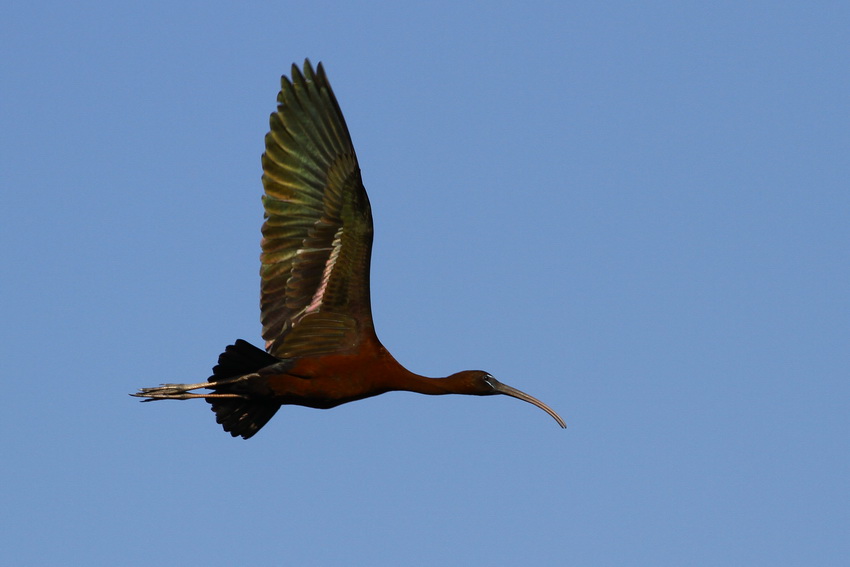 Glossy Ibis