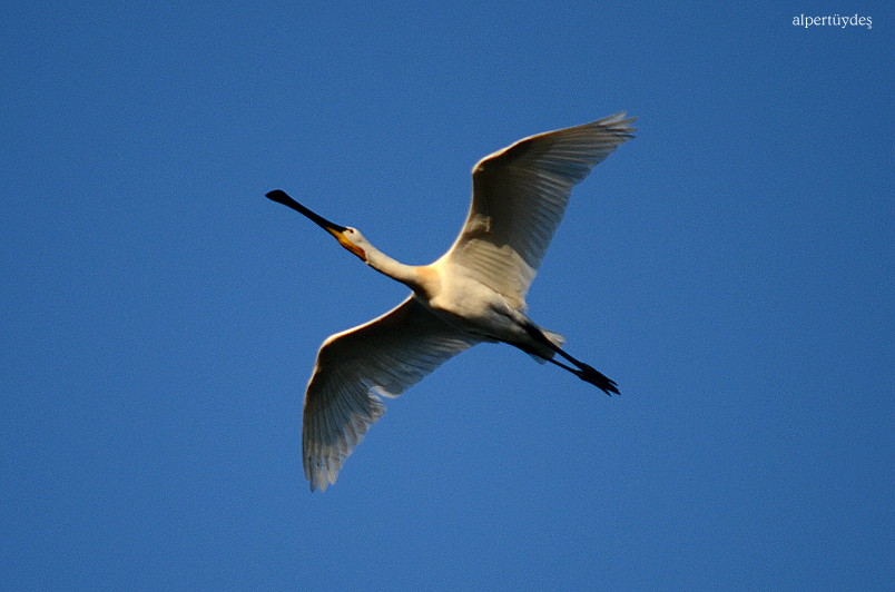 Eurasian Spoonbill