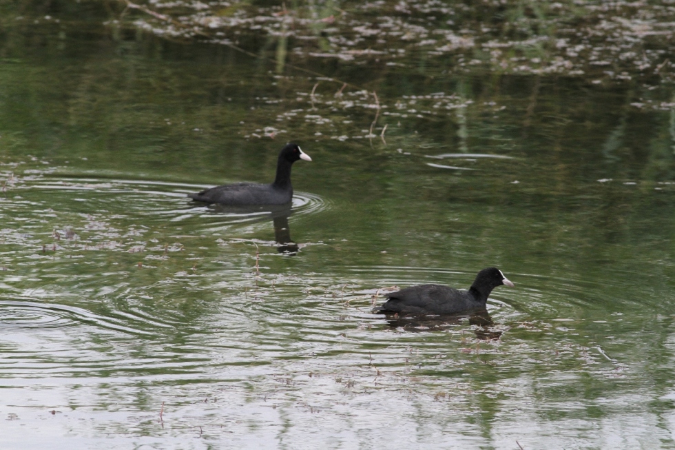 Eurasian Coot