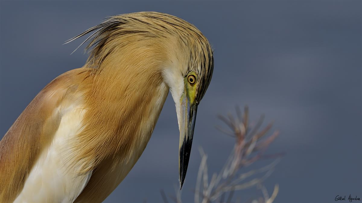 Squacco Heron