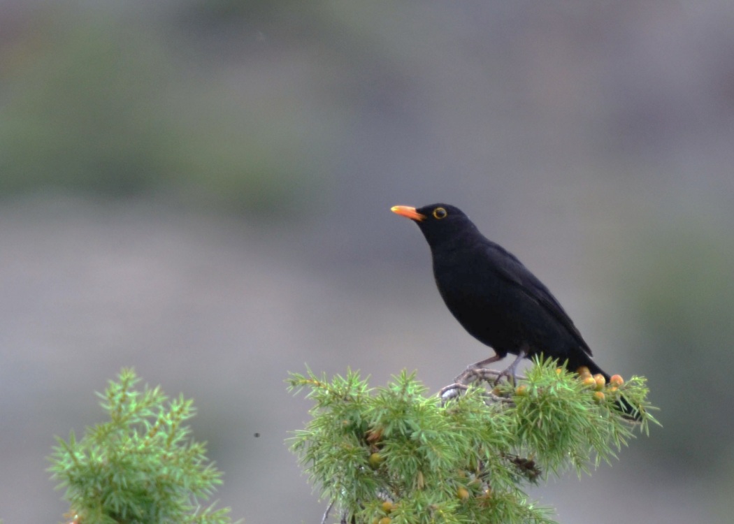 Common Blackbird