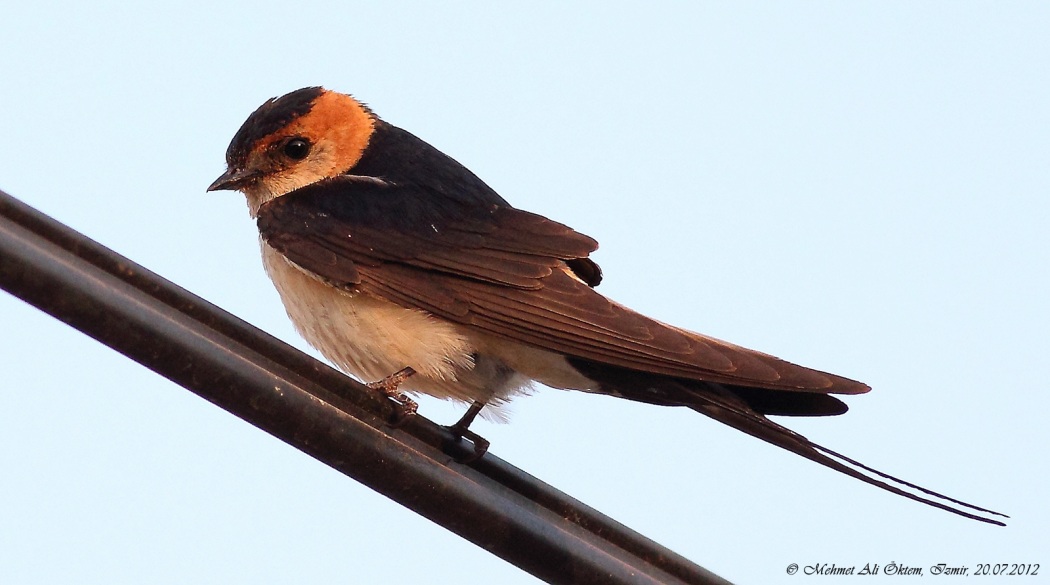 European Red-rumped Swallow
