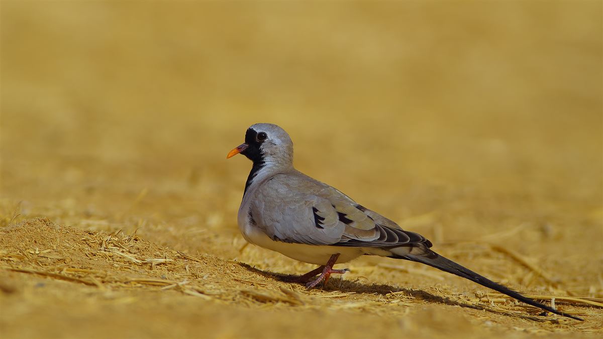 Namaqua Dove