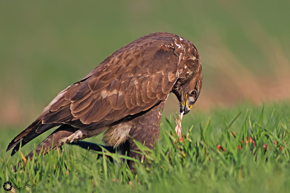 Common Buzzard