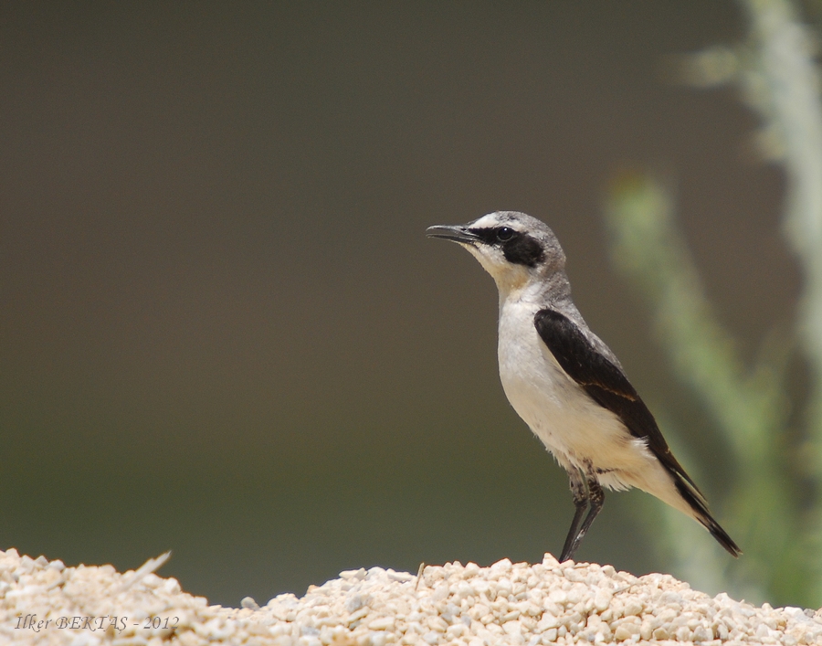 Northern Wheatear