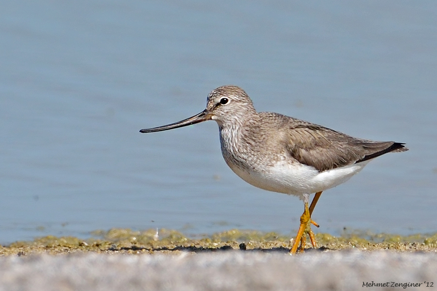 Terek Sandpiper
