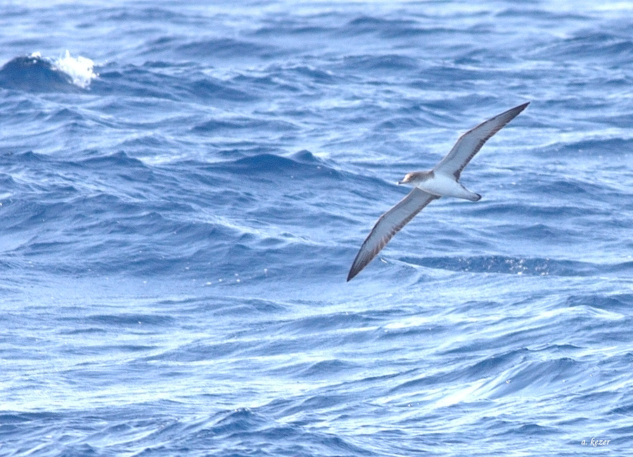 Scopoli`s Shearwater
