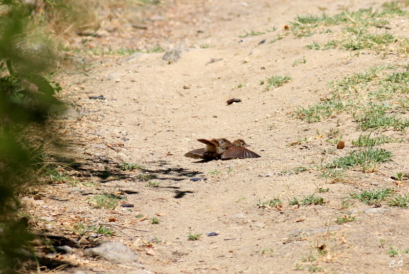 Common Nightingale