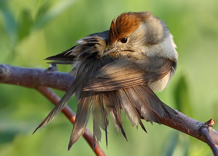 Eurasian Blackcap