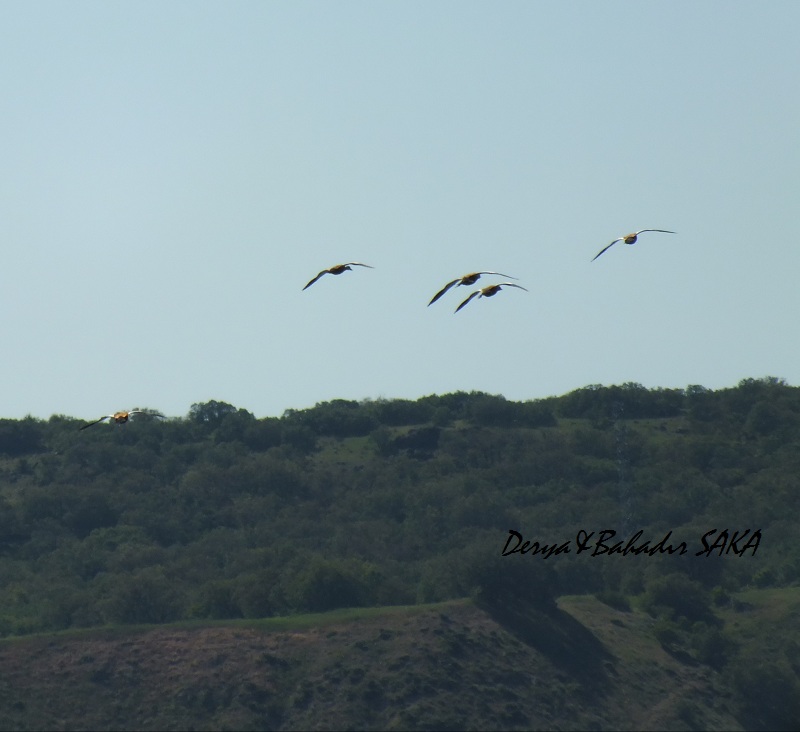 Ruddy Shelduck