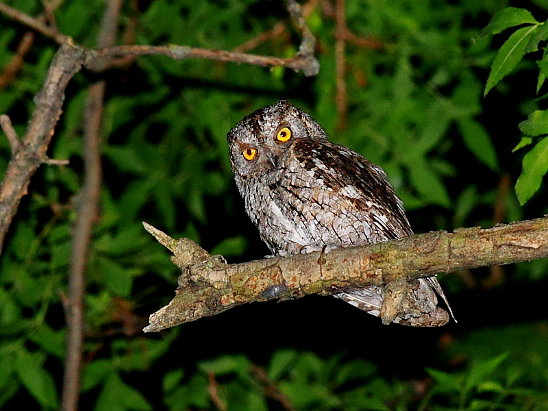 Eurasian Scops Owl