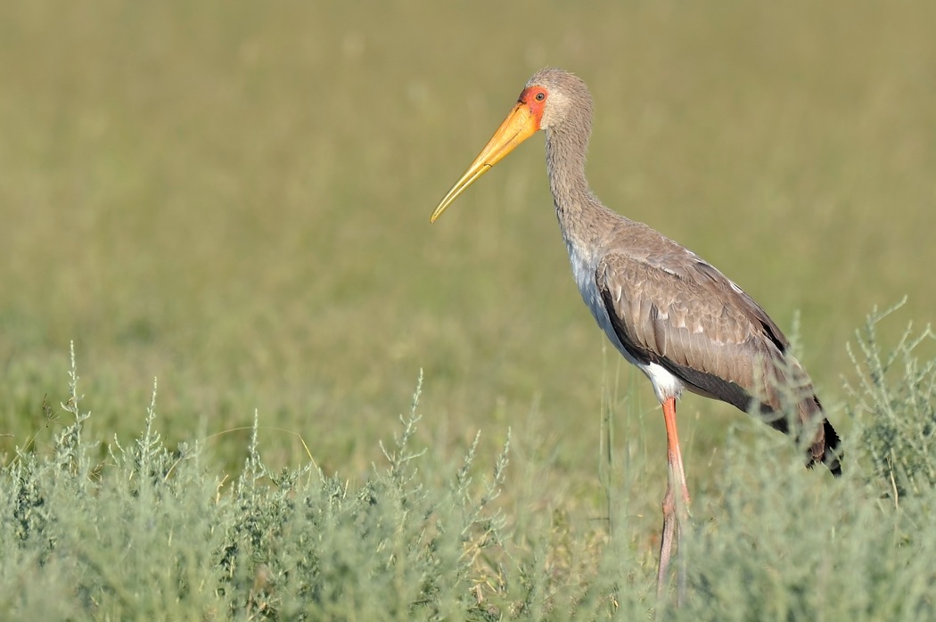 Yellow-billed Stork