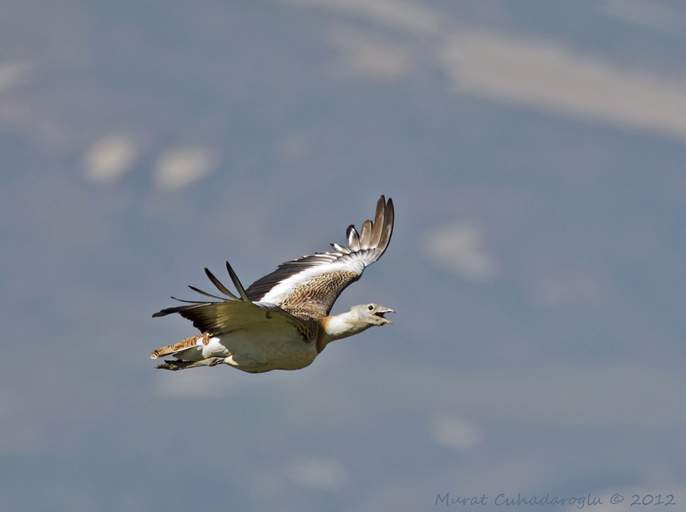 Great Bustard