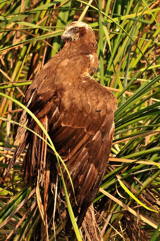Western Marsh Harrier