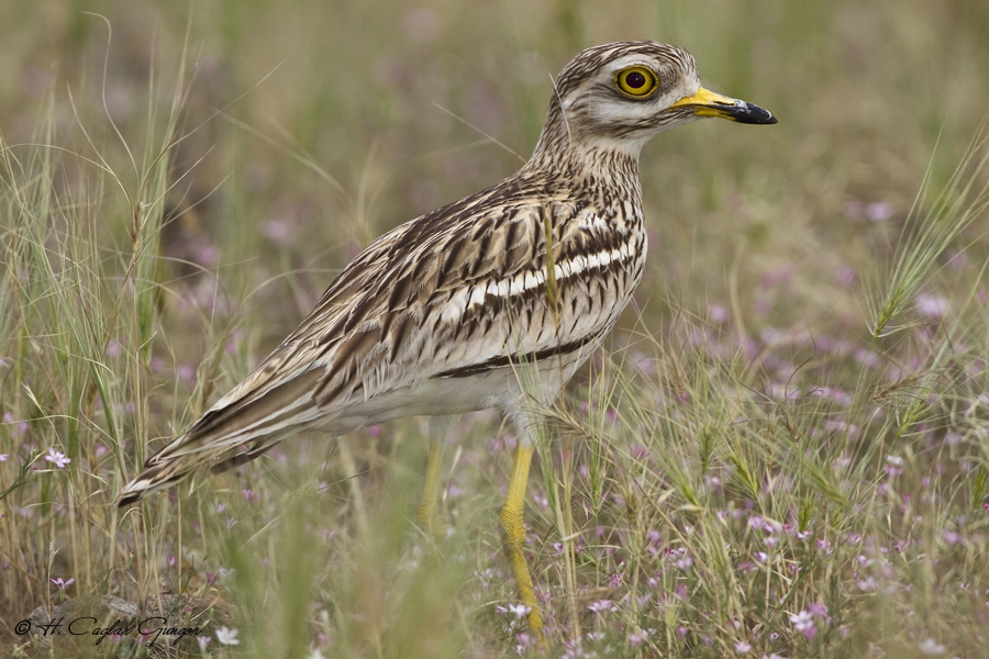 Eurasian Stone-curlew
