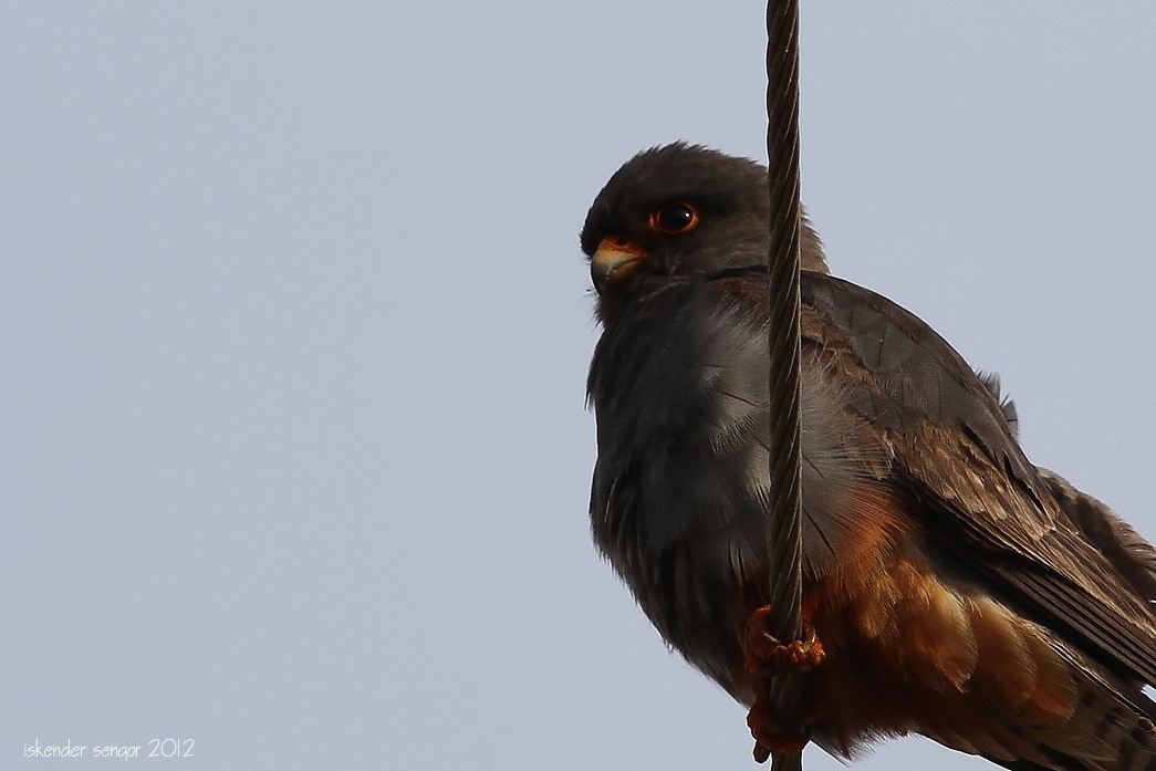 Red-footed Falcon
