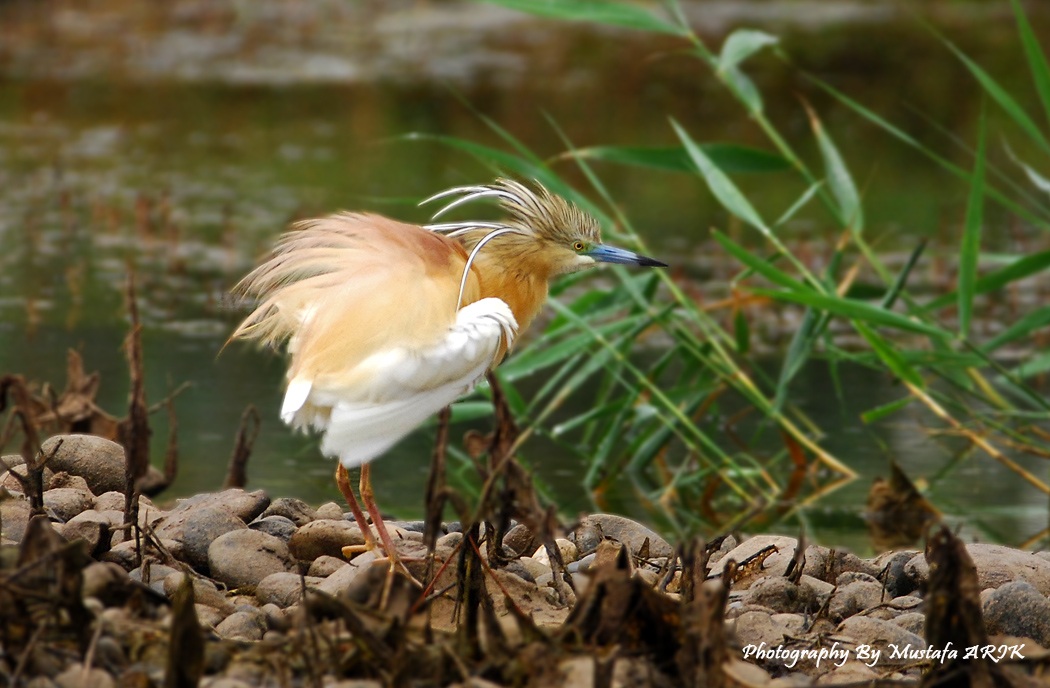 Squacco Heron