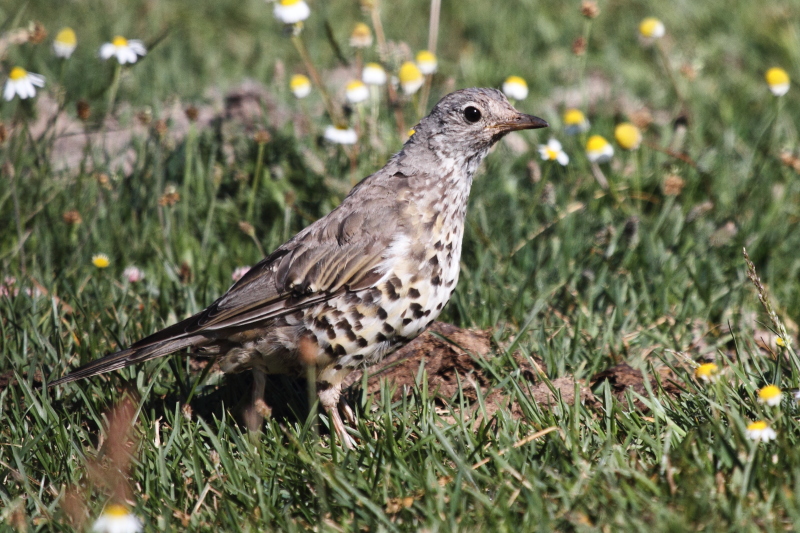 Mistle Thrush