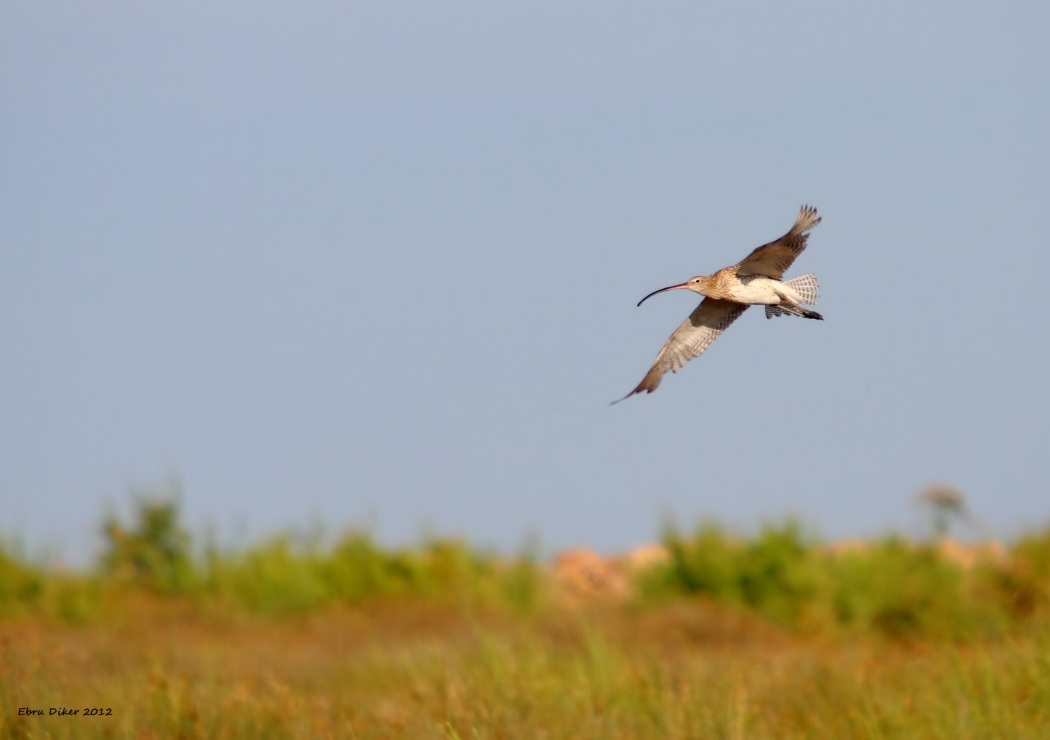 Eurasian Curlew
