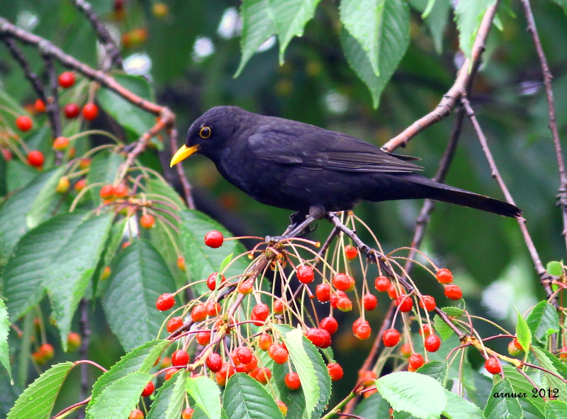 Common Blackbird