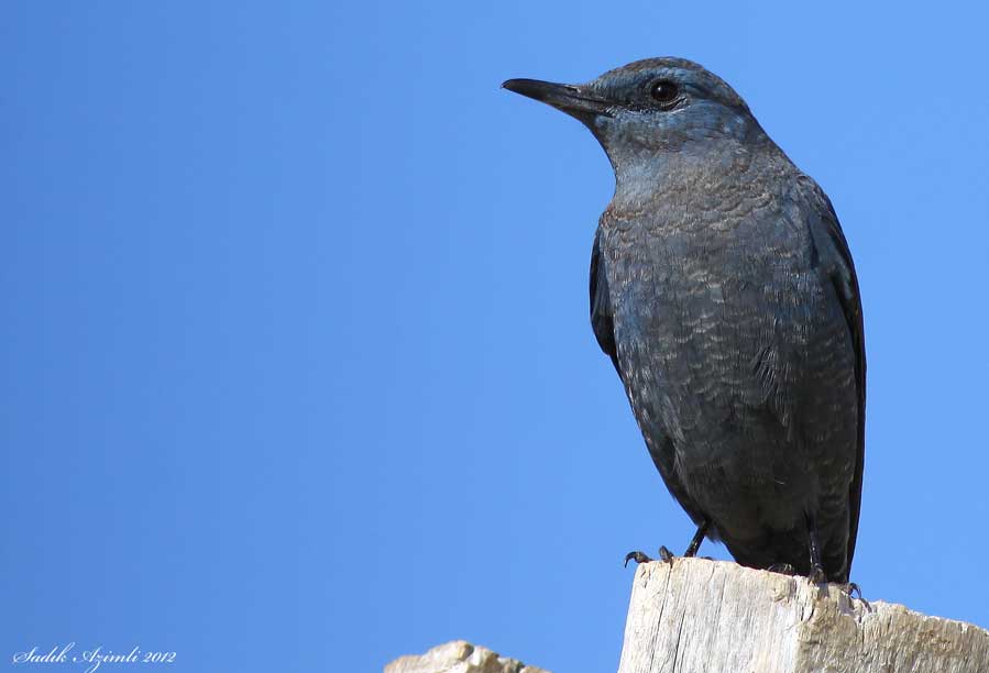 Blue Rock Thrush