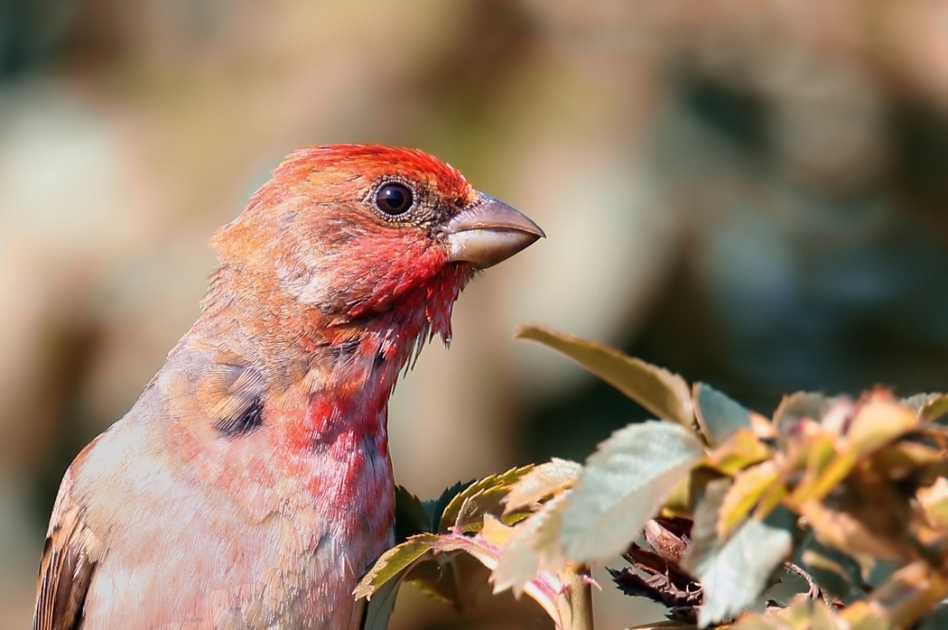 Common Rosefinch