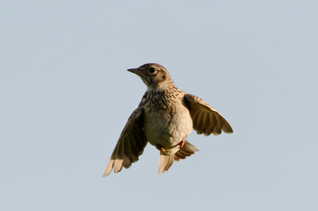 Eurasian Skylark