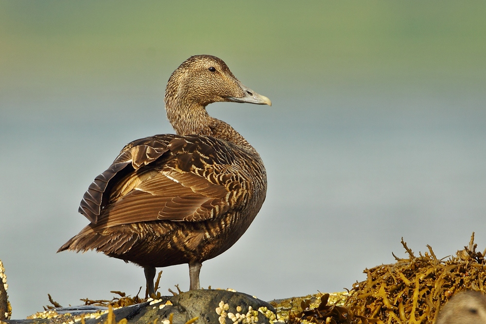Common Eider