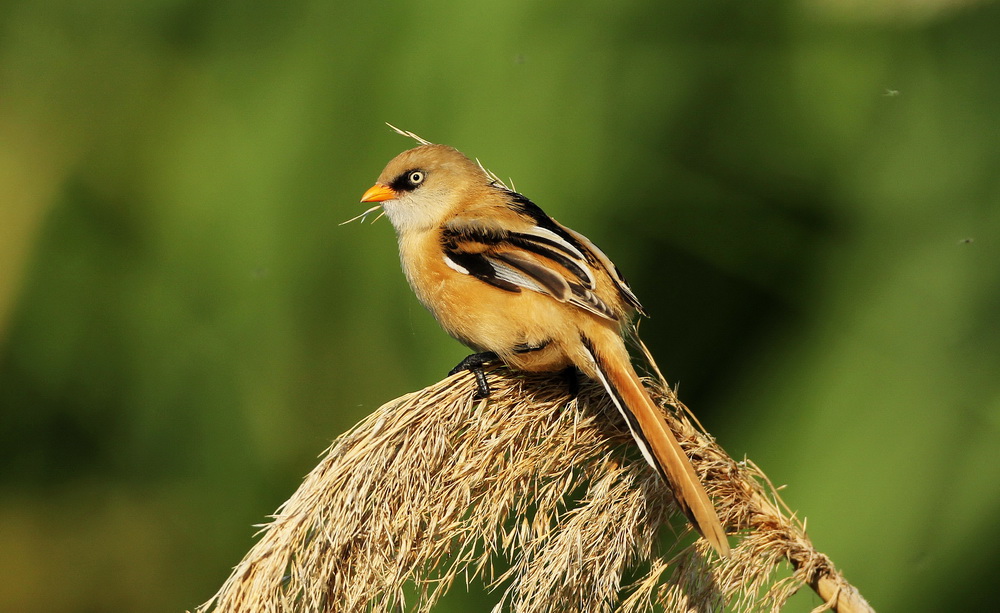 Bearded Reedling