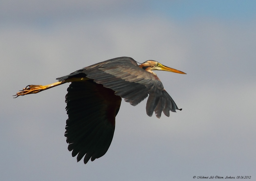 Purple Heron