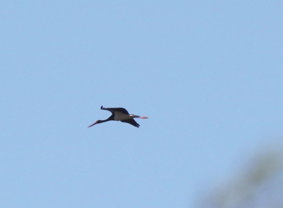 Black Stork