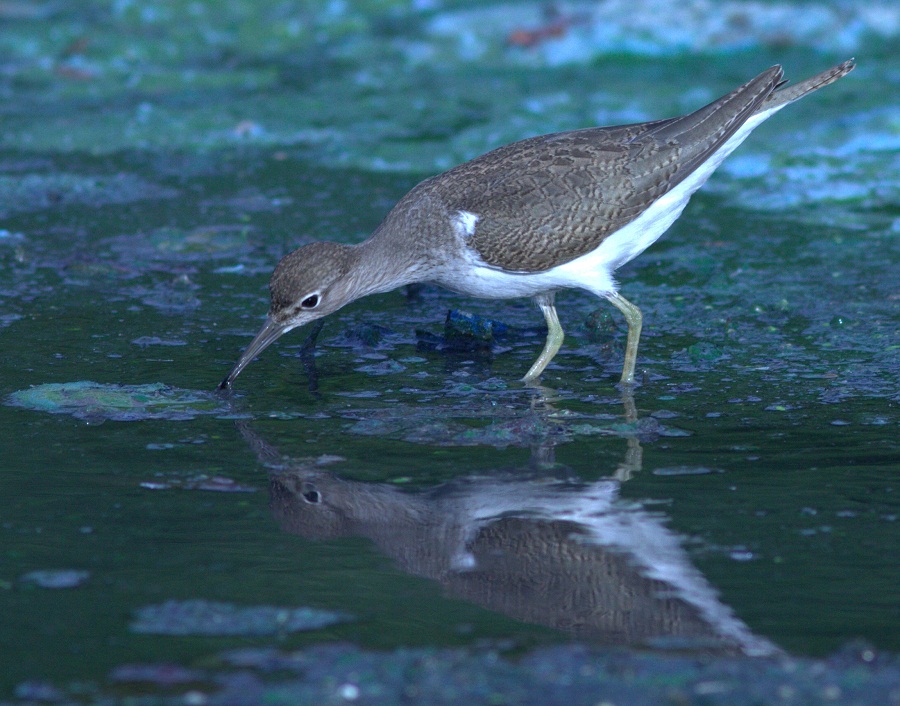 Common Sandpiper