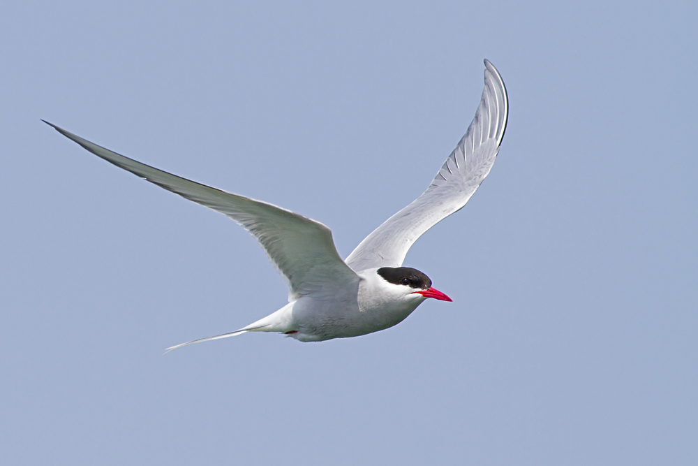 Arctic Tern