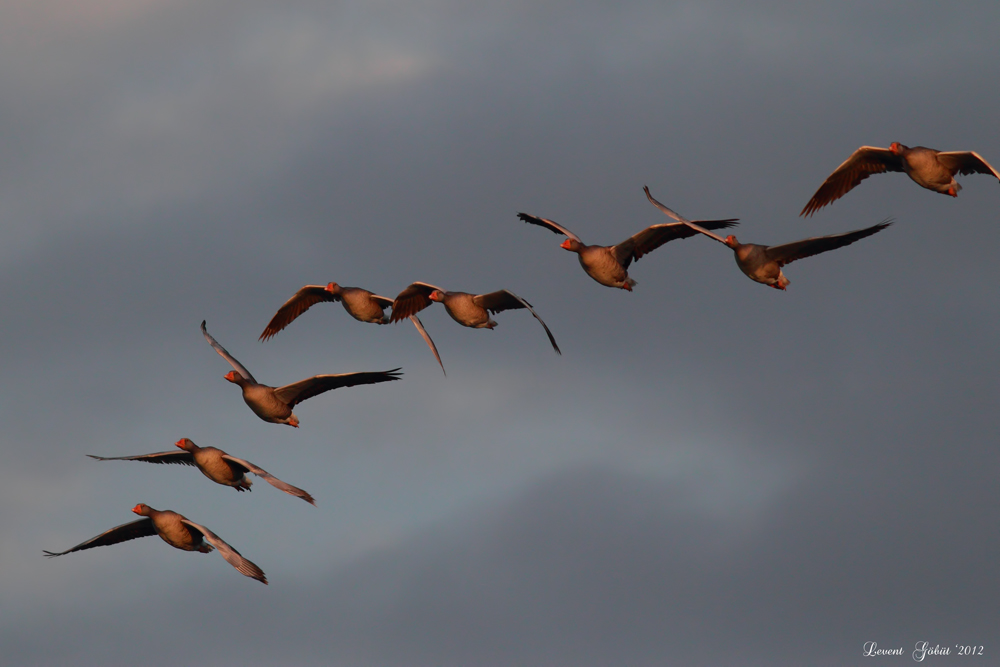 Greylag Goose
