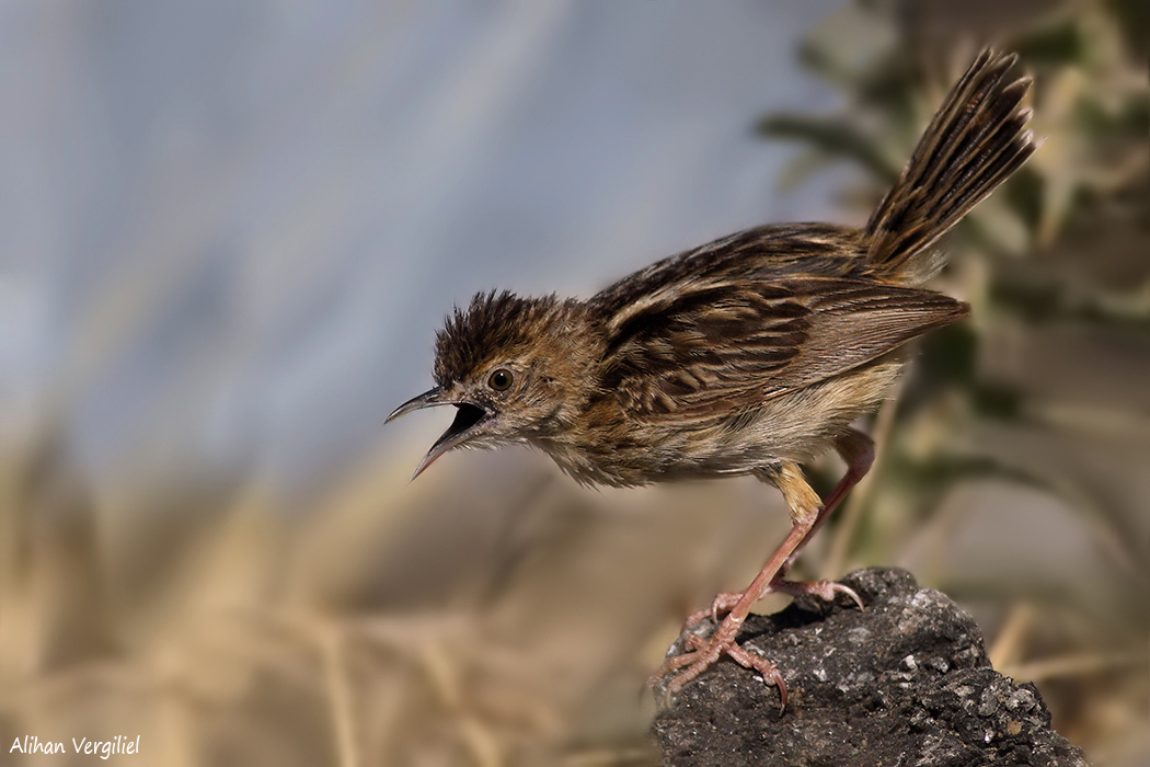 Zitting Cisticola