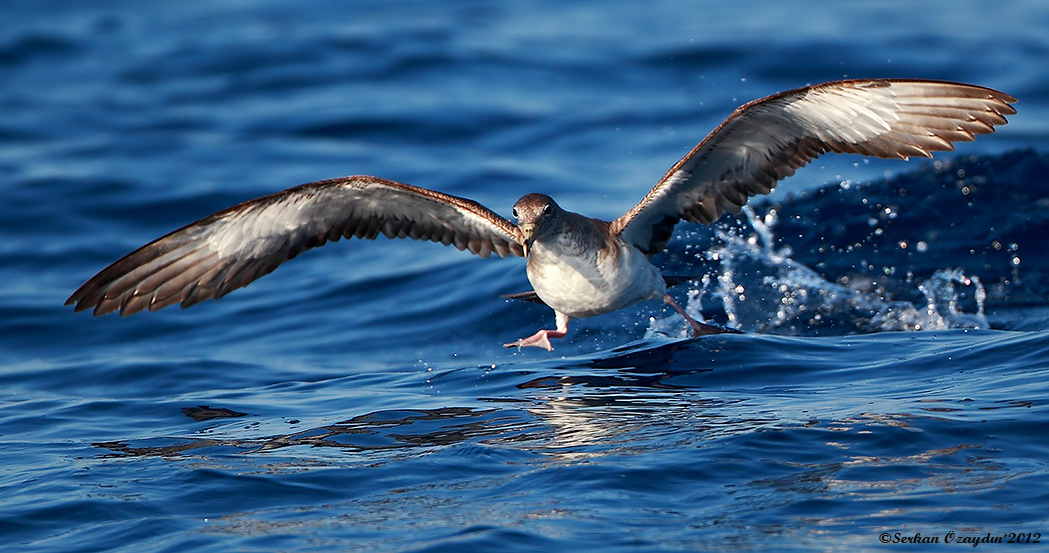 Scopoli`s Shearwater
