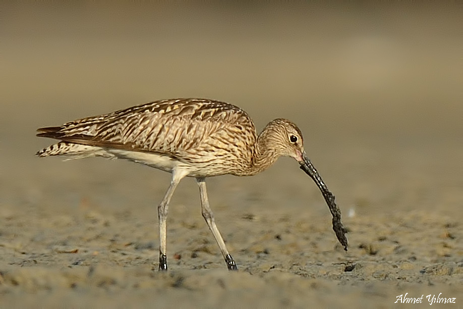 Eurasian Curlew