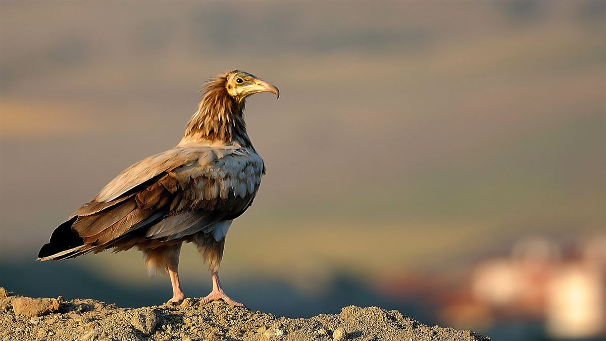 Egyptian Vulture