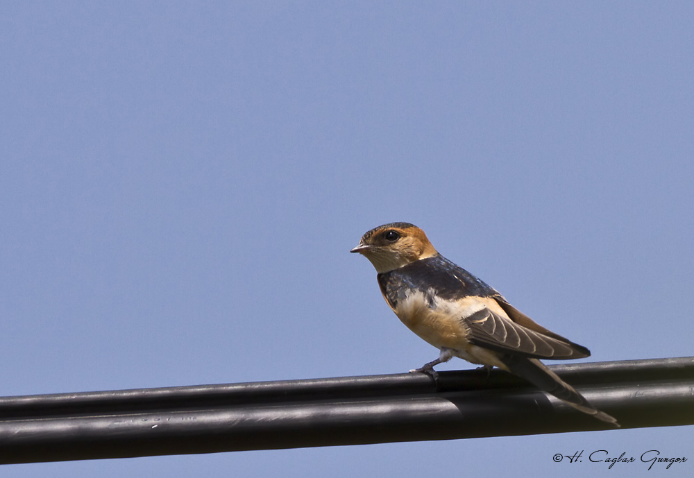 European Red-rumped Swallow