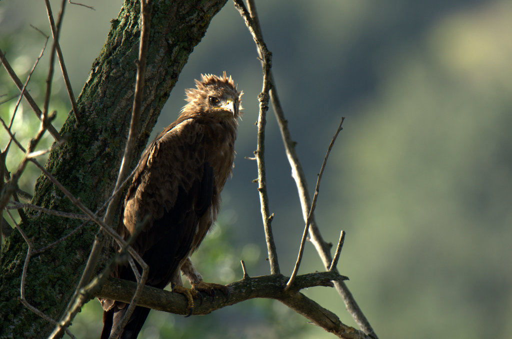 Lesser Spotted Eagle