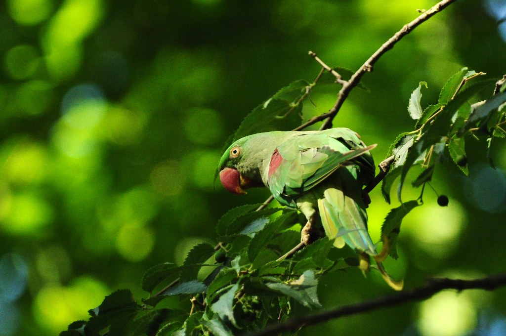 Alexandrine Parakeet