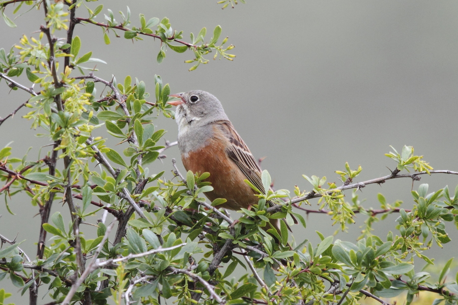 Ortolan Bunting