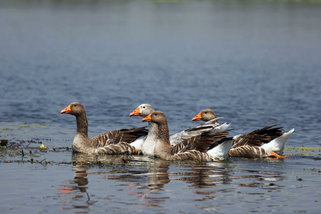 Greylag Goose