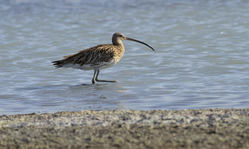 Eurasian Curlew