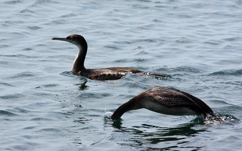 European Shag